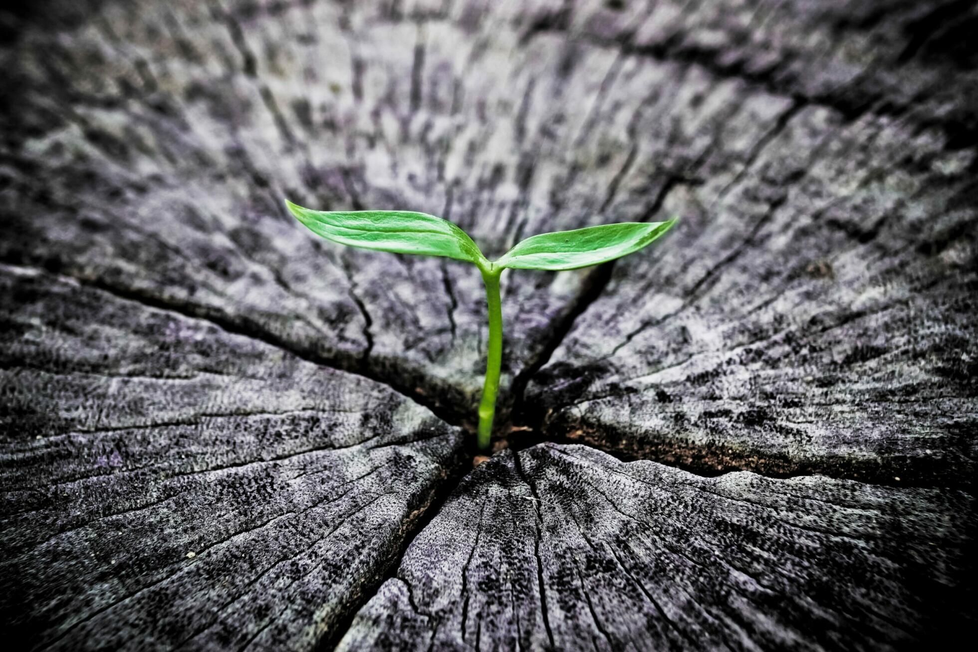 Green plant growing out of tree stump