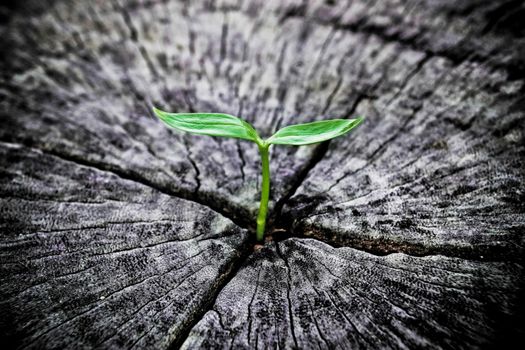 Green plant growing out of tree stump