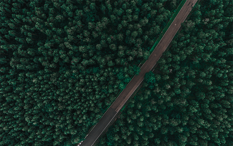 Overhead shot of trees with a road cutting through