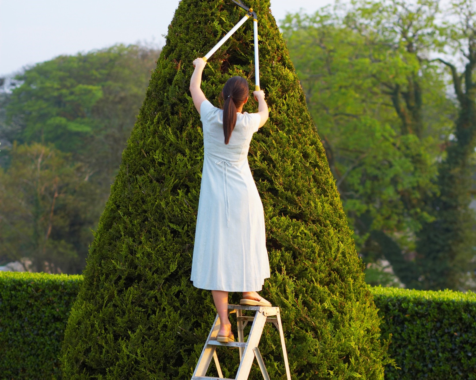 Woman on top step of ladder, reaching to trim hedge.