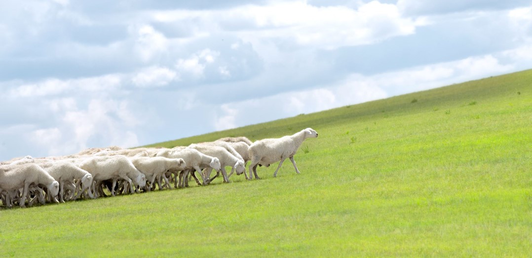Herd of sheep following a leader.